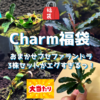 福袋購入レビュー！charmおまかせブセファランドラ3株セットの驚きの内容とは？