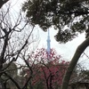 向島百花園 in 啓蟄