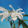 oelogyne cristata fma.alba &#039;Pure White &#039;