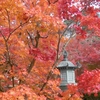 京都の紅葉