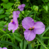 今日のPhoto・花