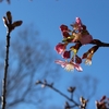 2021.2　城址公園の河津桜（宇都宮市）