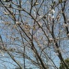 立岡池で桜が満開だった（＾ω＾）