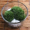 シンプルな山苔の苔鉢-169