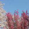 京都 福知山 丹波あじさい寺 観音寺 ２０２２年 あじさい 開花状況 見頃に？