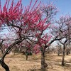 大垣競輪場隣の大垣東公園に梅を見に行った