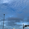 空一面のうろこ雲