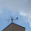カラスの鳴き声に誘われてカラスさんぽ
