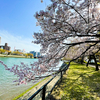 比治山あたりでお花見を🌸　〜縄文時代の貝塚、戦国時代の文献、平成時代の黒猫〜　- This Used To Be My Playground -