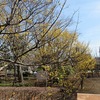 薬用植物園（東京都小平市）