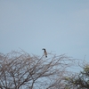 ハイイロコサイチョウ African Gray Hornbill