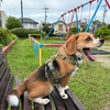 アラート