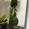 【観葉植物】冬は植物の環境管理が難しい