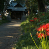 彼岸花の通学路