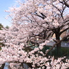白子川の桜