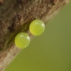 庭のクチナシのオオスカシバを駆除しました　【虫です。ぶよぶよです】