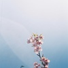 河津桜