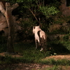 いしかわ動物園のナイトズーに行ったらホワイトタイガーはサービス精神旺盛だった