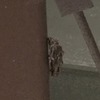 ミノムシがいた