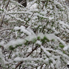 3月14日（土）３月の雪