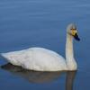 コハクチョウが増えてきた菅生沼下沼