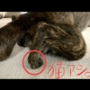 甲斐犬サンの「ウチのコ可愛い選手権」〜其の壱(ᐡ •̥  ̫ •̥ ᐡ)エヘ❤︎〜