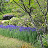 應聖寺（兵庫県）　平成26年5月5日　関西花の寺