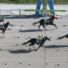４連闘ピックアンドロール掲示板！ モルデュールは７着