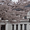 【続】桜咲く、街をあるけば「出羽町～兼六園」