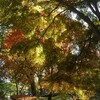 紅葉の吾妻山
