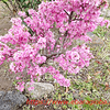 花ざかり・桃？と椿と芝桜