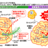 じじぃの「現代蘇生科学・呼吸酵素・ミトコンドリアを生き返らせよ？超発明」