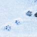 【日記】雪が少しだけ積もりました