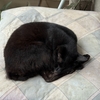 早朝5時半の黒猫ダブル