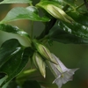 8月下旬の六甲高山植物園にて（PartⅢ）