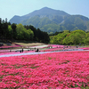 秩父・羊山公園の芝桜の丘