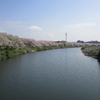 桜に間に合った花見川CR