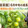 【家庭菜園】6月中旬の成長記録｜収穫開始の喜びとトラブルへの対処法