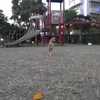      とある公園の野良猫達＃15