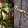 花蕾み 寒と暖とで 重くなり。