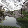 やっぱり千鳥ヶ淵の桜はすごい