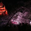 大阪城桜ライトアップ