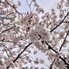 念願の桜🌸を見に行った週末