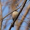 公園の野鳥達（3月18日）エナガ