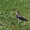 ナンベイタゲリ(Southern Lapwing)