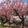 遅咲き桜が満開の弘前公園♪出店に活気が戻り、お化け屋敷も健在