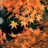 紅葉？黄葉？｜昔のフィルム写真