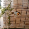 金魚のしっぽ 大きな切れは