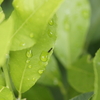 初秋爽やか・・・植え時、蒔き時