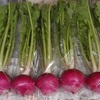 サラダカブ（もものすけ）を初出荷しました。